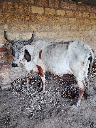 2 ગાય વેચવાની છે