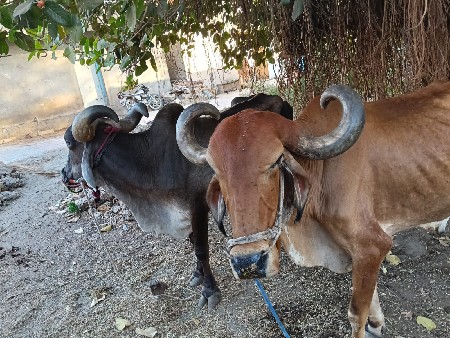 બળદ વેચવાના સે