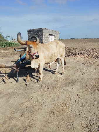 બળદ વેચવાનો છે