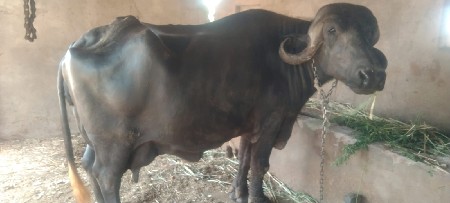 Jafri bhesh