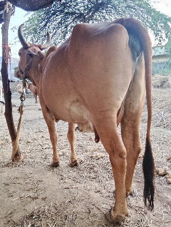 गाय વેચવા ની