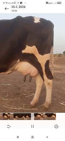 જર્સી ગાય વેચવાની છે