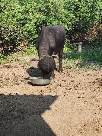 પાડો વેચવાનો છે દેસી