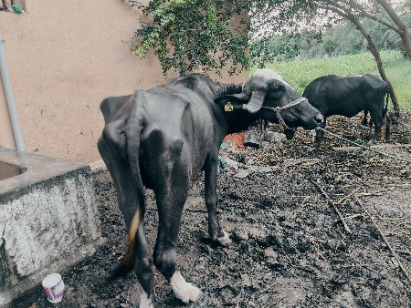 ખડેલી વેચવાની છે 
એક પાડો બે va