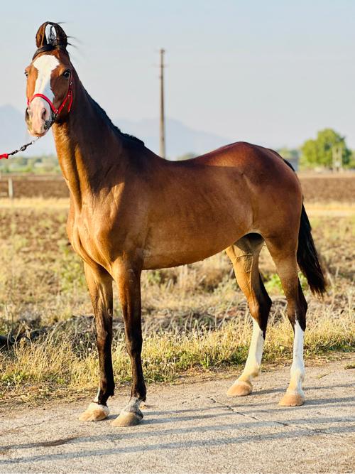 સાટા પન કરવા ના સારી ઘોડી હોય તો