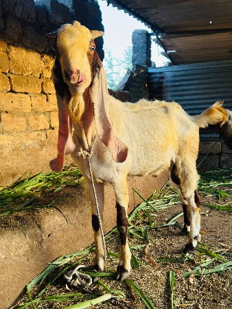 વેચવાના છે