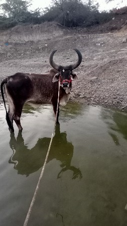 પીપળી