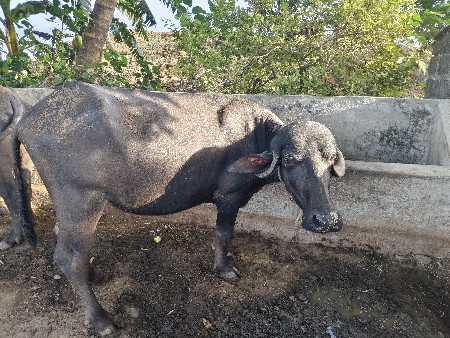 ૨.ખડેલા દેવાના સે