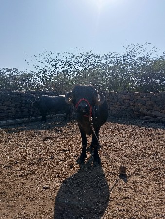 જાફરાબાદી ખડેલી દેવા ની છે