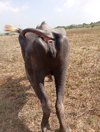 ખડેલી વેચવા ની છે