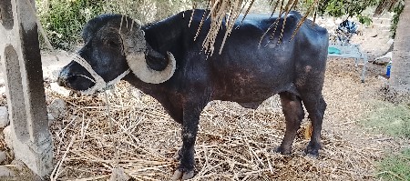 પાડો વેચવાનો છે