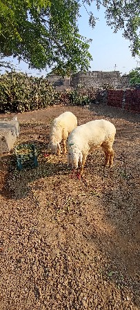 જુનાગઢ જીલ્લો તાલુકો ભેસાણ