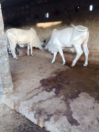 ગોધલ વેચવાના છે અઢી વર્ષના છે