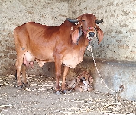 ગીર ગાય વેચવાની છે