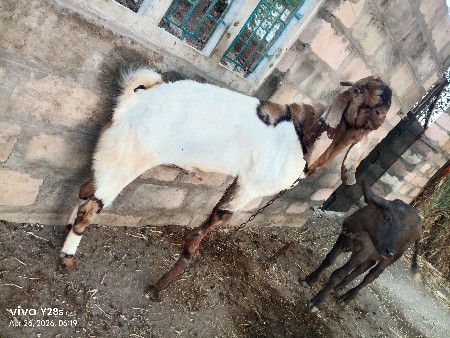 બોકડા વેચવા ના છે