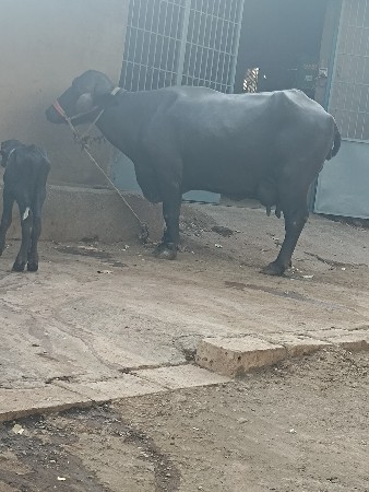 ભેષ વેશવાની સે