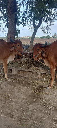 બળદ વેચવાના છે