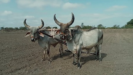 આ ગોઢલા વેચવાના છે