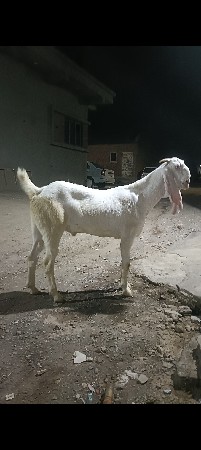 દોઢ વર્ષના છે 2દાતના છે