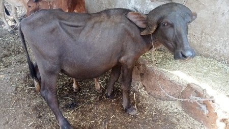 પાડો
