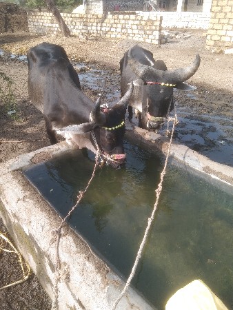 ગોઢલા વેસવાના છે