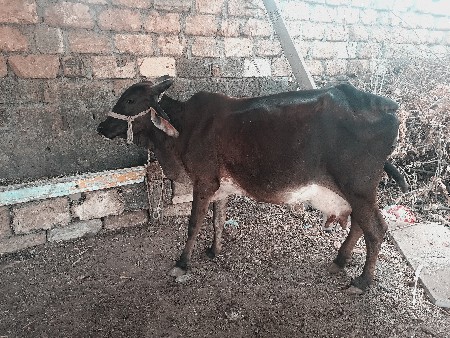 ગાય વેચવાની છે 1/2/દિવસની કાચી