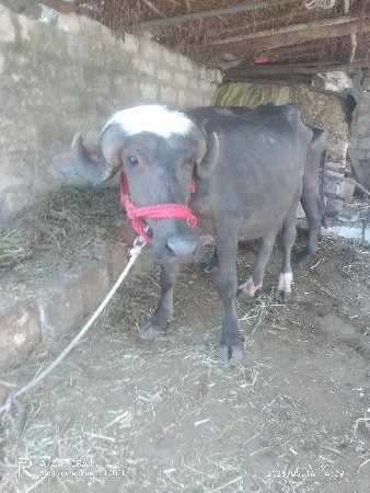 બૅખડાઈવૅચવાનીછૅ