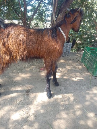 બકરા.