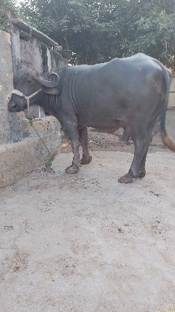 ભેંસ વેચવાની છે