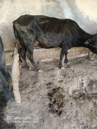 જર્સી
