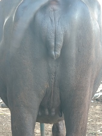 બે ખળેલી વેસવાનીસે પેલું