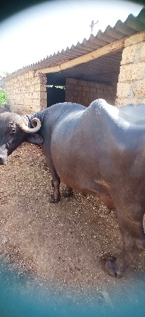 ભેસ   વેચવાની  છે  વેતર  3