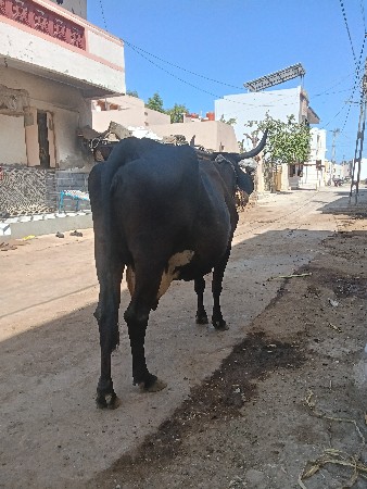 એચ. એફ. ગાય વેચવાની છે
