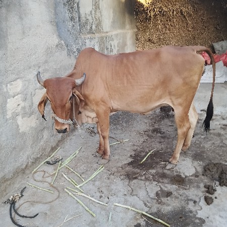 ગાય વેચવાની છે બીજું વેતર છ