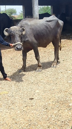 કરેલી વેચાવ છે ગામ વડોદરા રાજેશભાઈ