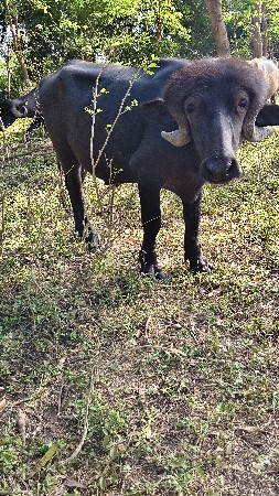 2 બે વર્ષ ઉપર નોછે