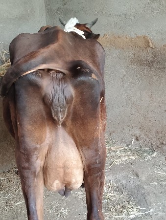 ગાય વેચવાની છે