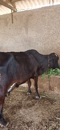 વેચવાની