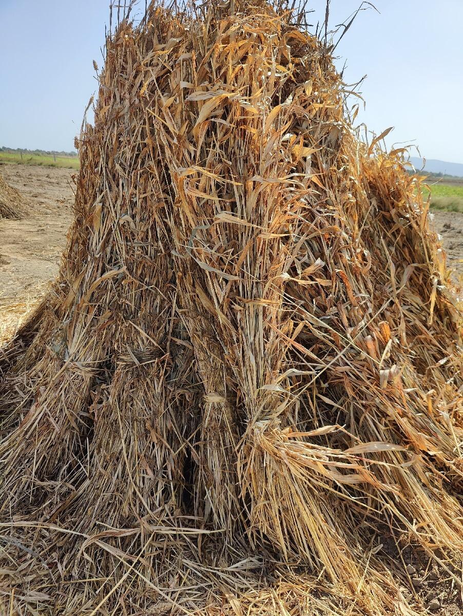 કુંધરી સાર વેચવાની છે.