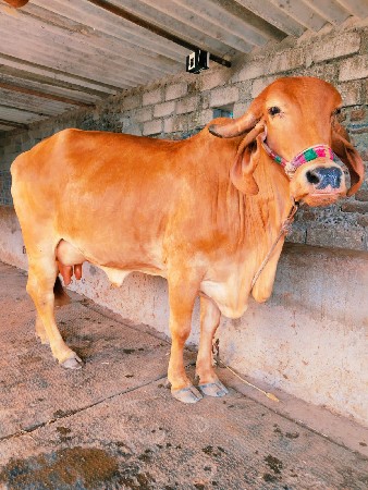 સોન કપિલા