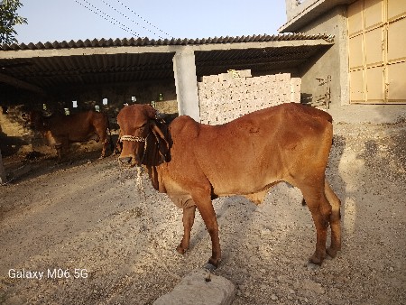ગીર હૉડકી વેચવાની છે