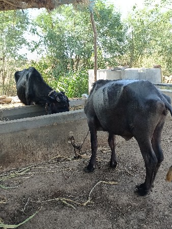 2. khedela