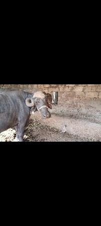 ભેંસ વેચવાની છે