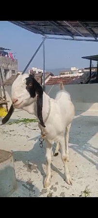 kota nasal