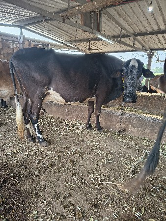 ઓરીજનલ ગીર ક્રોસ ગાય વેચવા ની સે