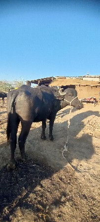 ખડેલી વેચવાની છે