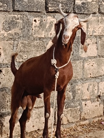 બકરા વેચવા ના છે