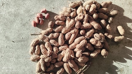 માંડવી