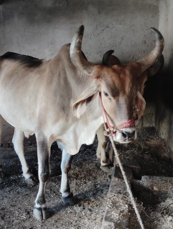 સોજા  છે