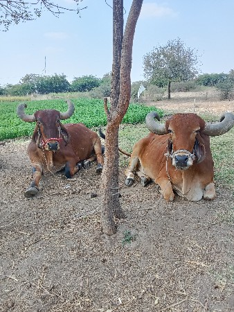 બલદ વેચવાના છે